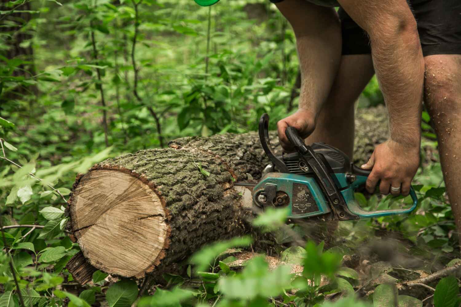 Best Large Tree Removal  in USA